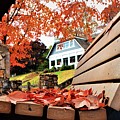 Bench Leaves