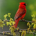 Cardinal in Early Spring