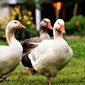Farm Geese