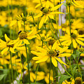 Spring Wildflowers