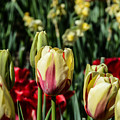 Tulip Garden