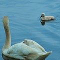 Ugly Ducklings