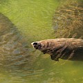 Manatees